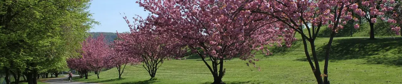 Cykla ut från Bonn längs Rhen med picknick i korgen