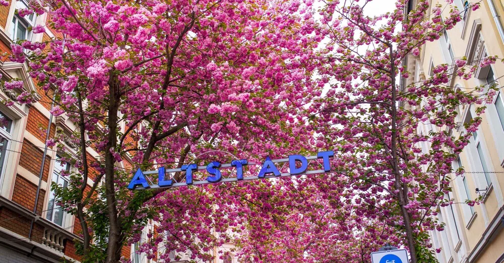 Pink Canopy: Bonn's Cherry Blossom Streets and the Weeks the City Turns Japanese