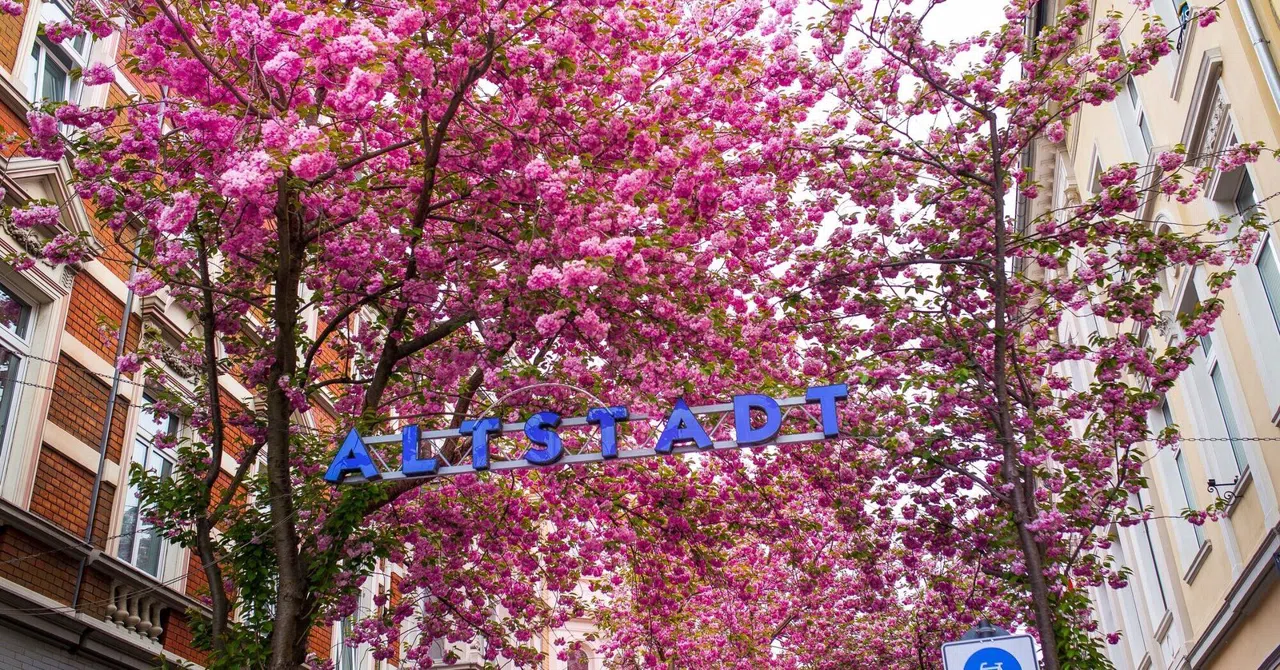 Rosa Blätterdach: Bonns Kirschblütenstraßen und die Wochen, in denen die Stadt japanisch wird