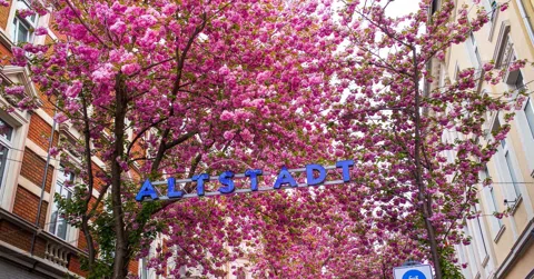 Pink Canopy: Bonn's Cherry Blossom Streets and the Weeks the City Turns Japanese