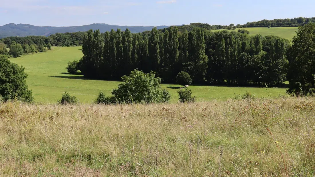 Naturschutzgebiet Rodderberg, Bonn