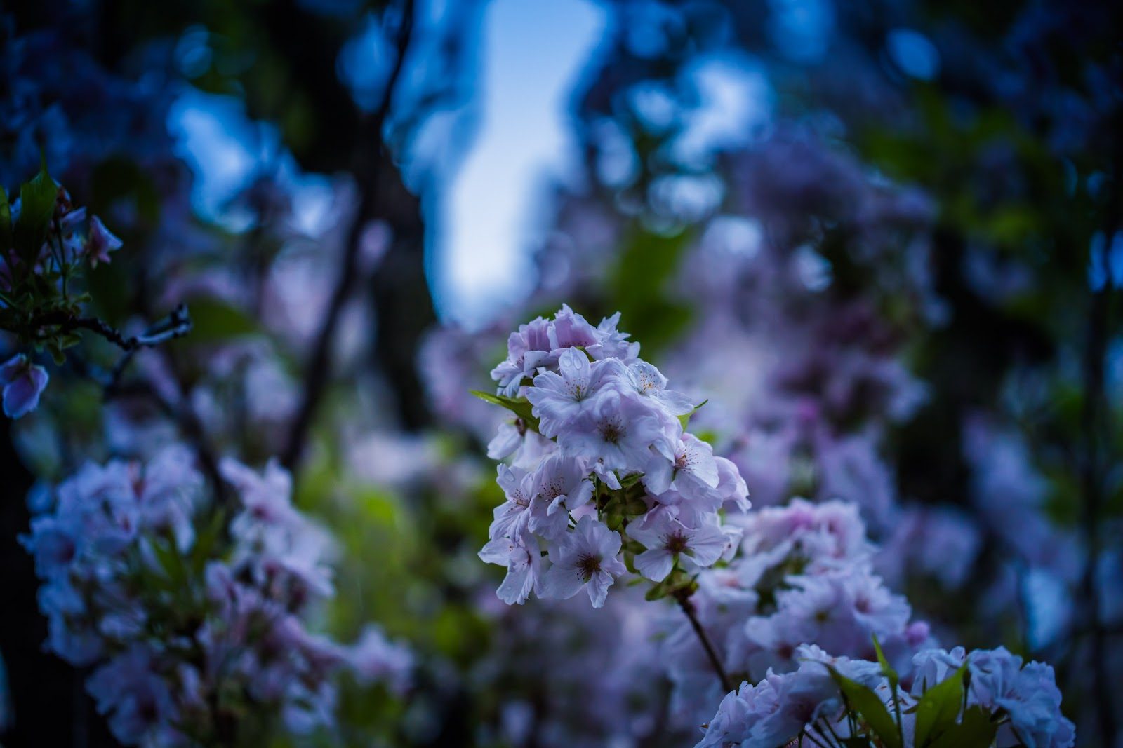 Cherry Blossom Avenue (Heerstrasse & Breite Strasse), Bonn